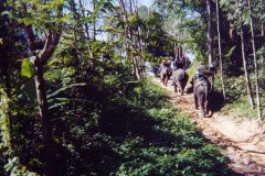 Cambodia-Elephants