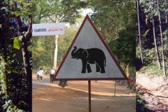 ElephantCrossing